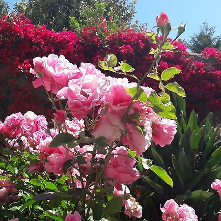 Back To Sorrento Bed & Breakfast Sant'Agnello Exterior photo
